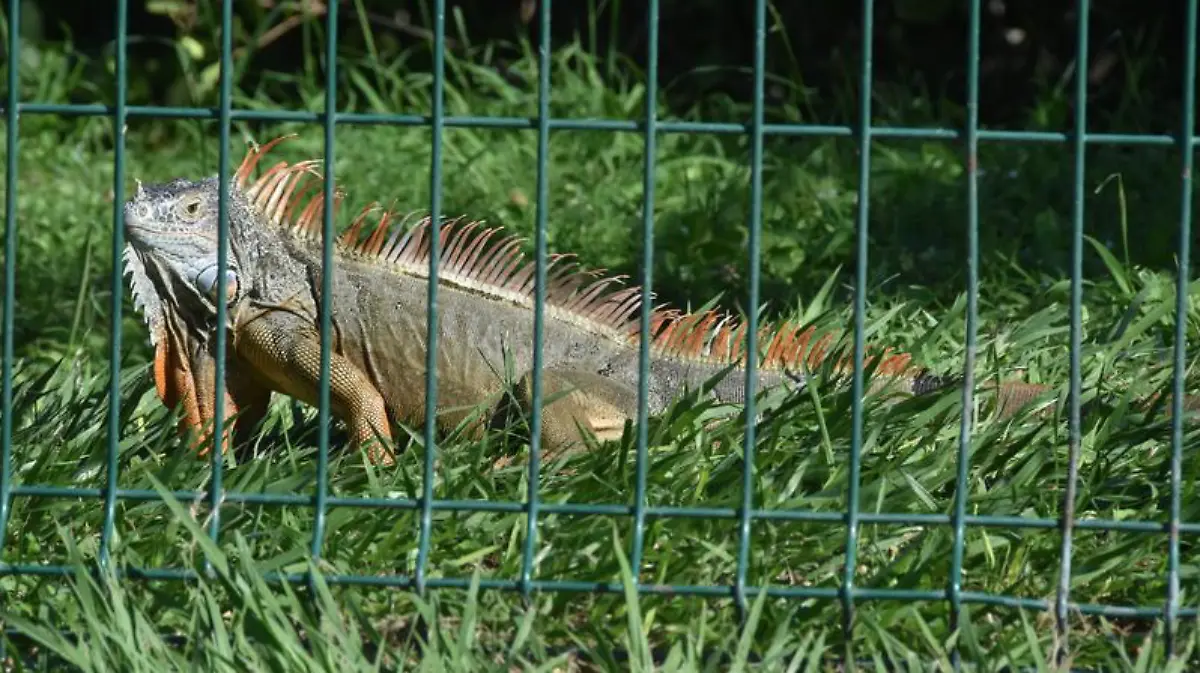 Captura de Pantalla 2020-01-17 a la(s) 23.43.49