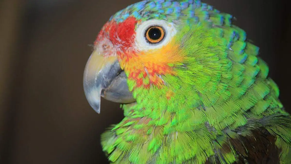 parrot-2692196_960_720