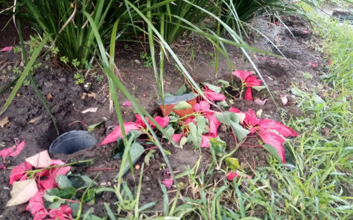 Captura de pantalla 2020-12-08 a las 4.23.34 p.m.