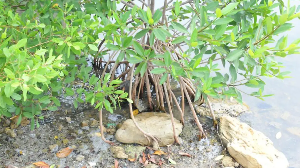 Captura de pantalla 2019-07-25 a la(s) 22.25.17