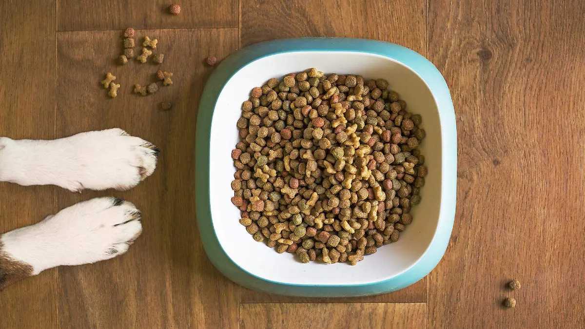 dog-food-gd9288b19d_1920