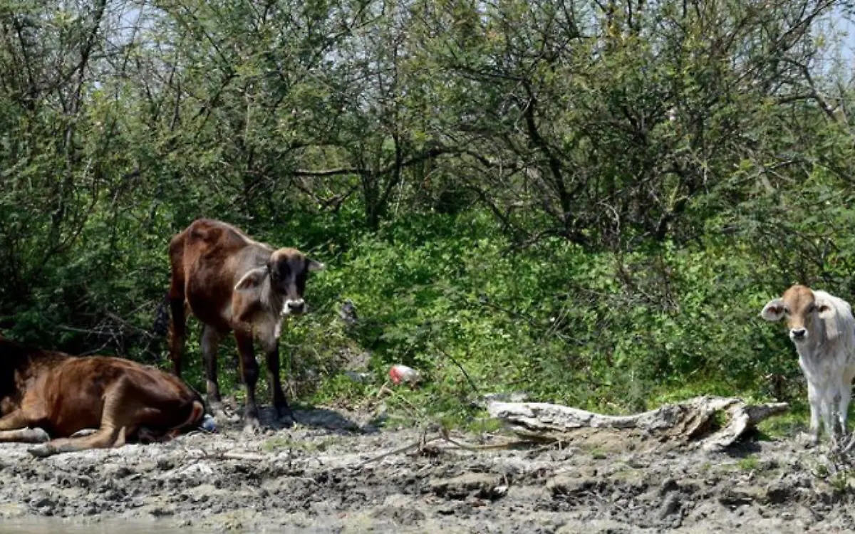 Sequía arrasa a Tamaulipas