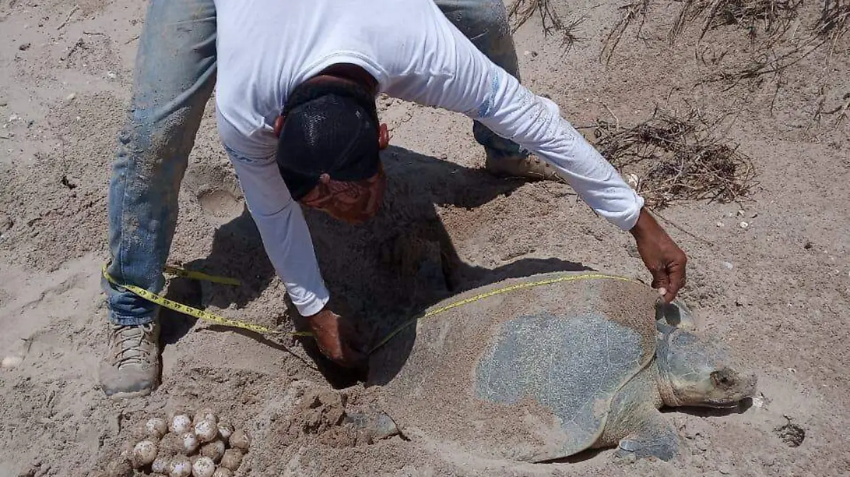 CPB-019-2019.-Despide Tamaulipas a la Tortuga Lora (5)