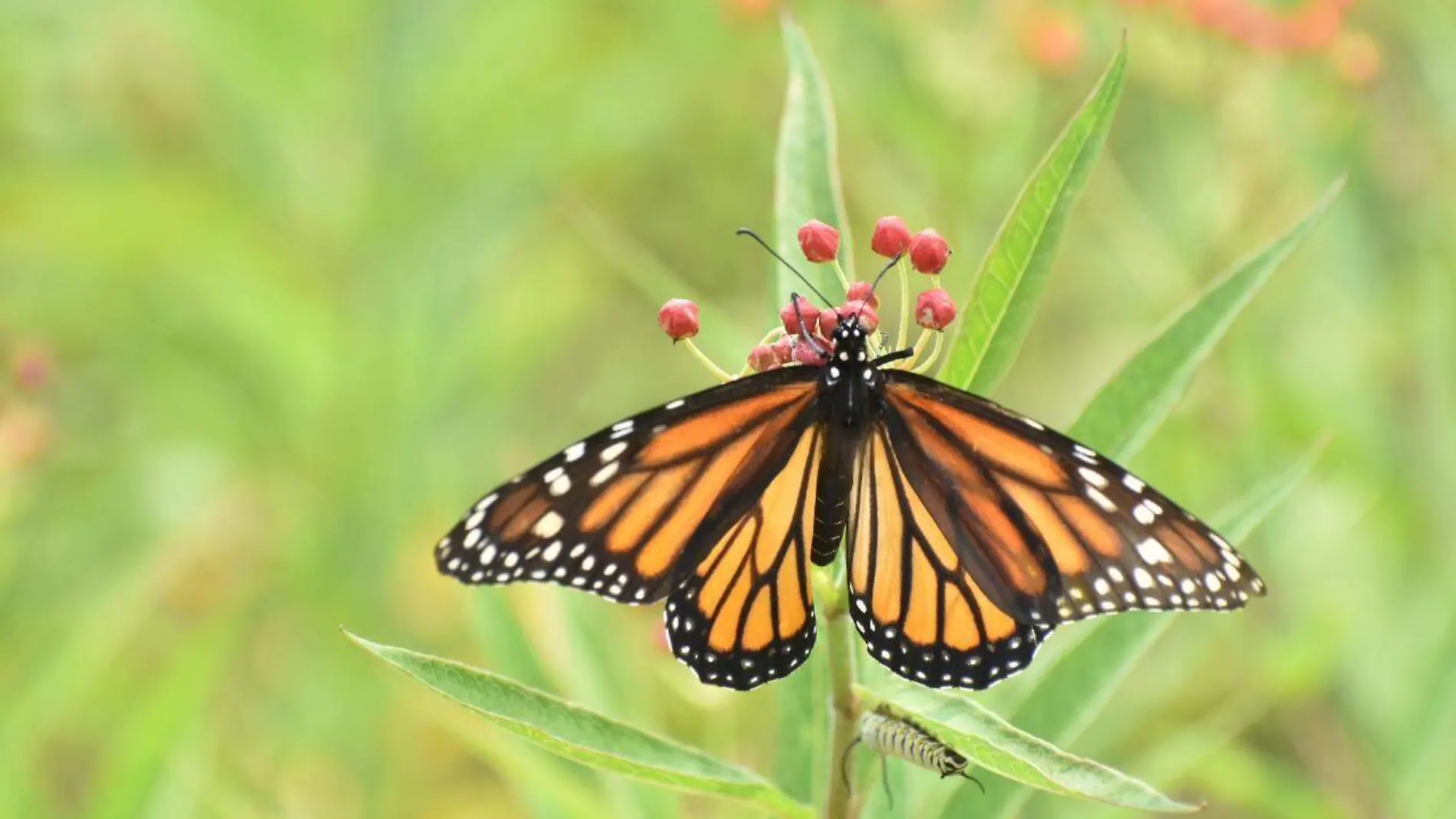 Mariposa