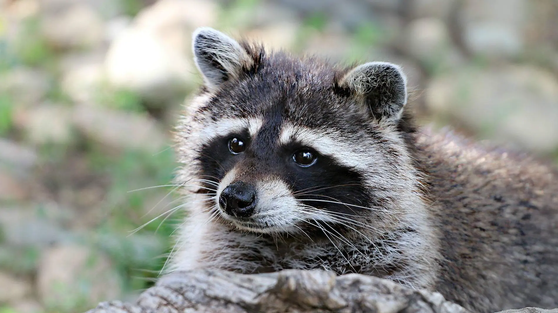 raccoon-g944224bca_1920