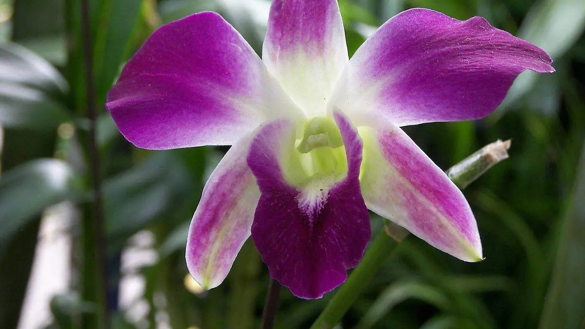 orquidea-purpura