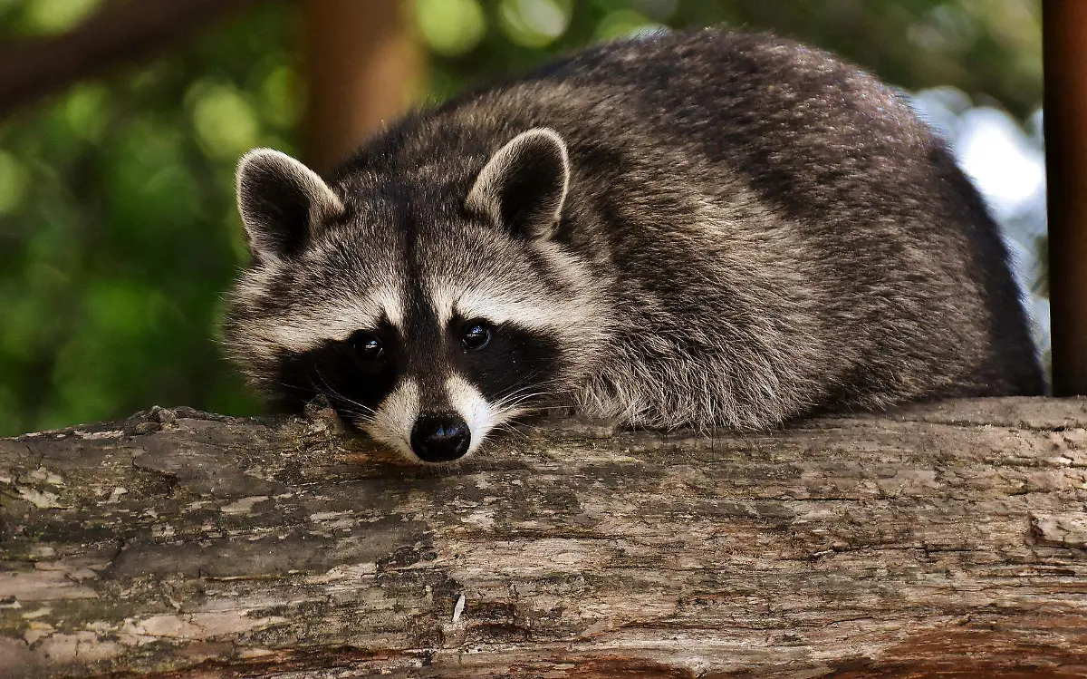 raccoon-gd81a13b49_1920