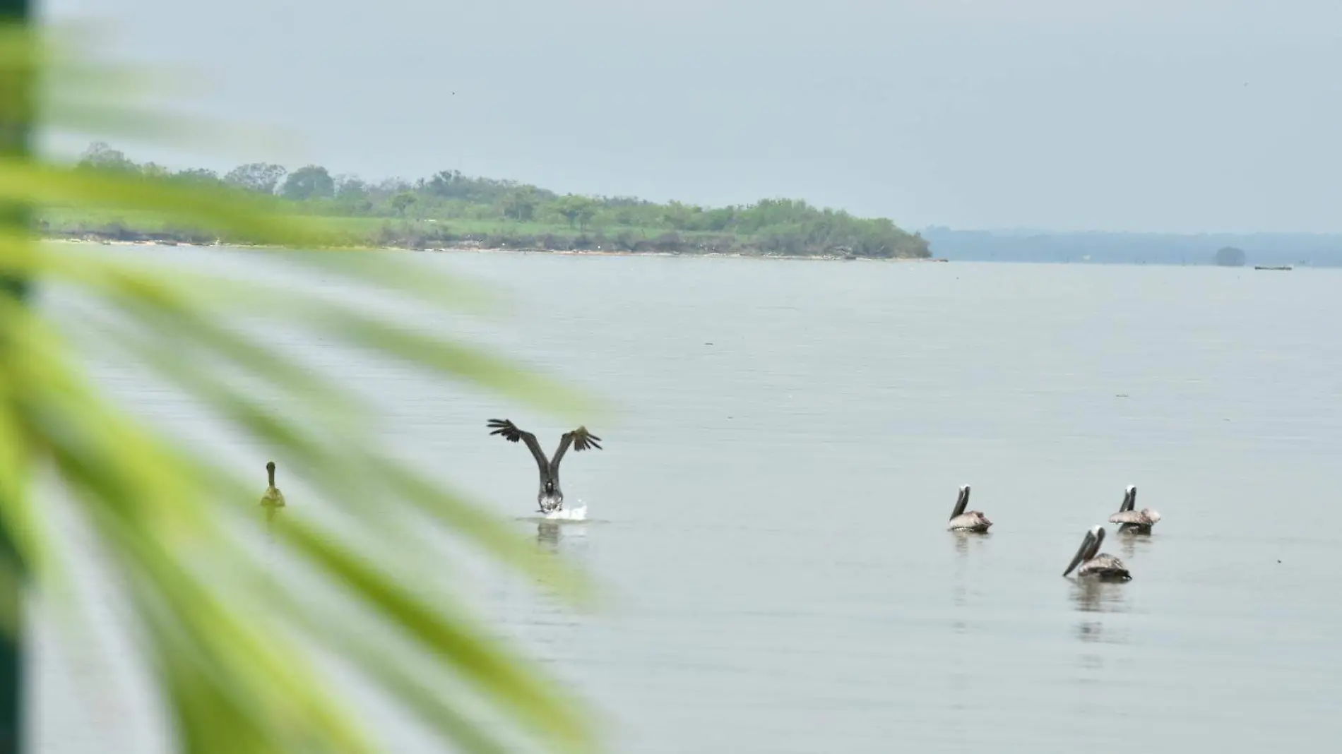 La laguna de Pueblo Viejo es un lugar poco explotado para el sector restaurantero