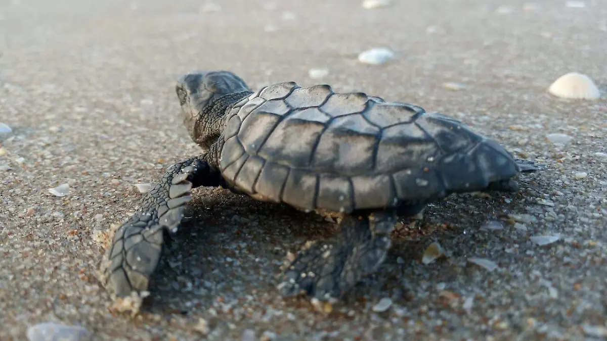 CPB-019-2019.-Despide Tamaulipas a la Tortuga Lora (6)