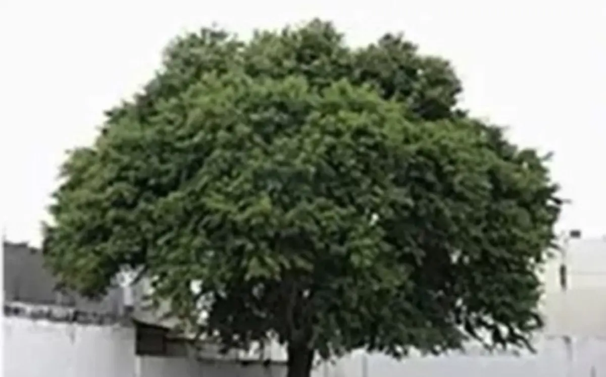 Captura de pantalla 2020-09-19 a la(s) 22.11.37