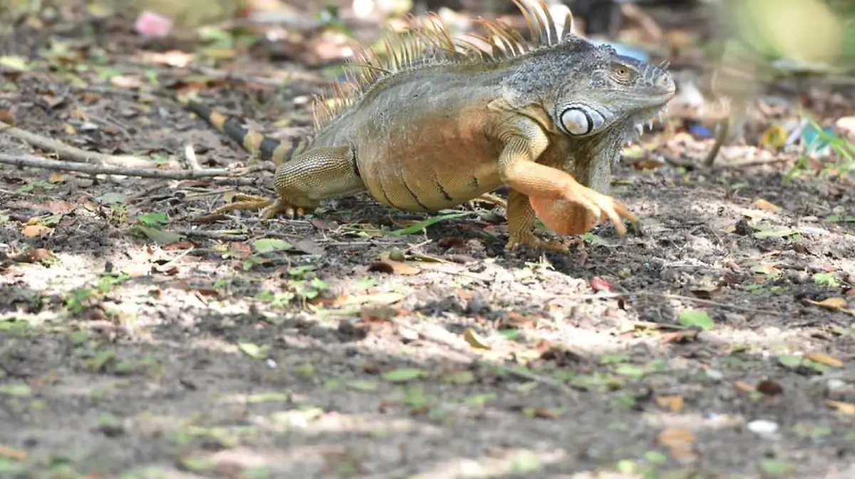 Captura de Pantalla 2020-01-17 a la(s) 23.44.02