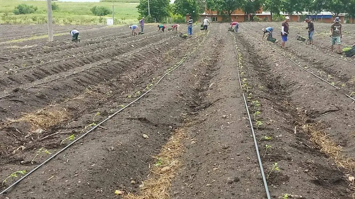 Estos trabajadores agrícolas, provenientes de la Huasteca se solidarizan para tratar de sobrellevar la lejanía de casa
