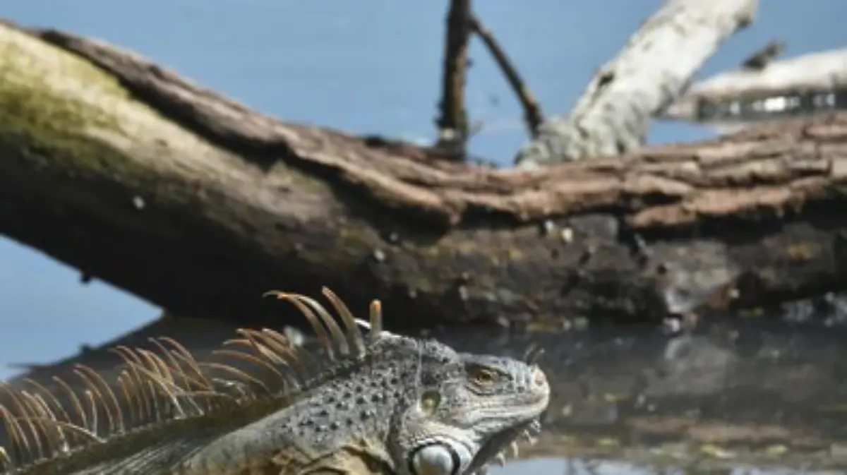 Captura de Pantalla 2020-01-17 a la(s) 23.43.59