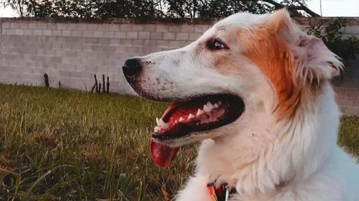 "Bruno era su adoración"; joven y su perrito mueren en accidente, los velan juntos
