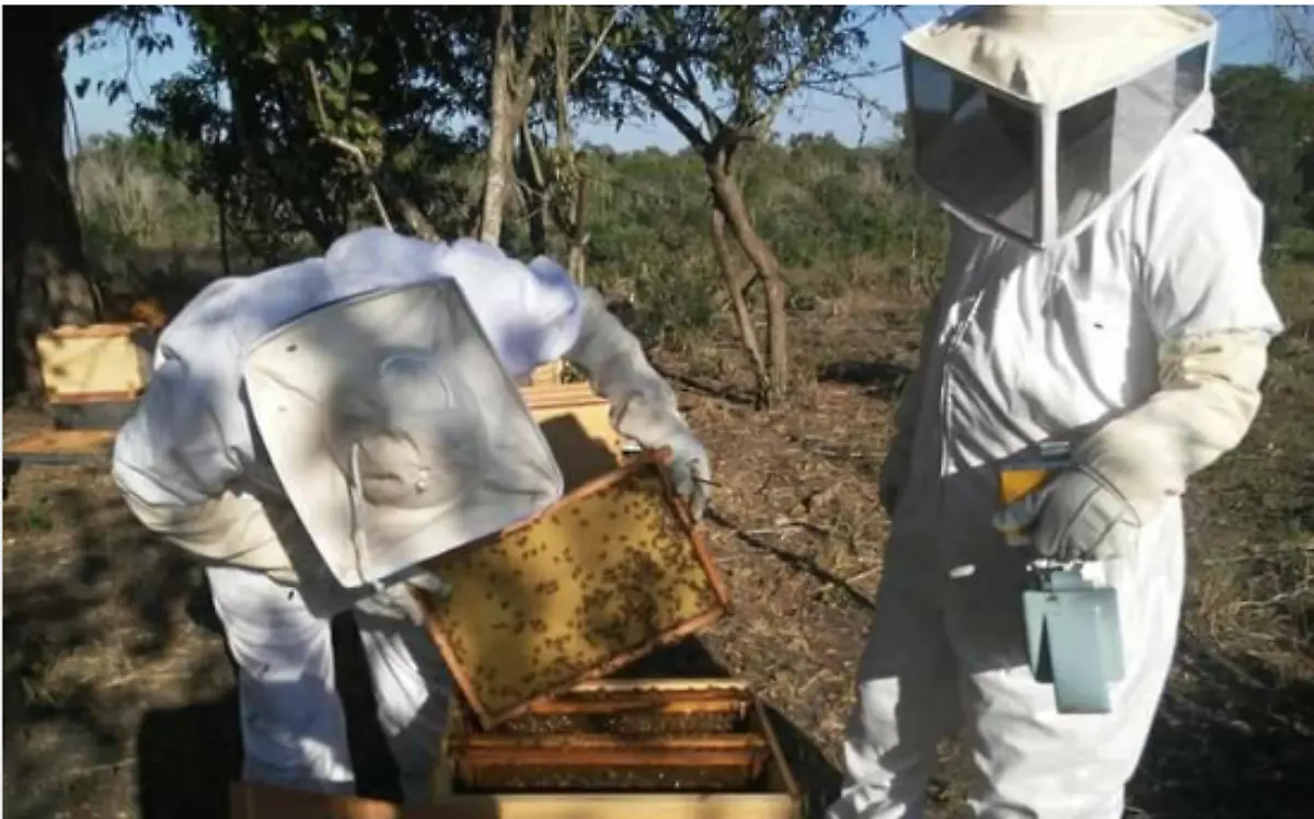 Afecta la sequía a los apicultores de Pánuco