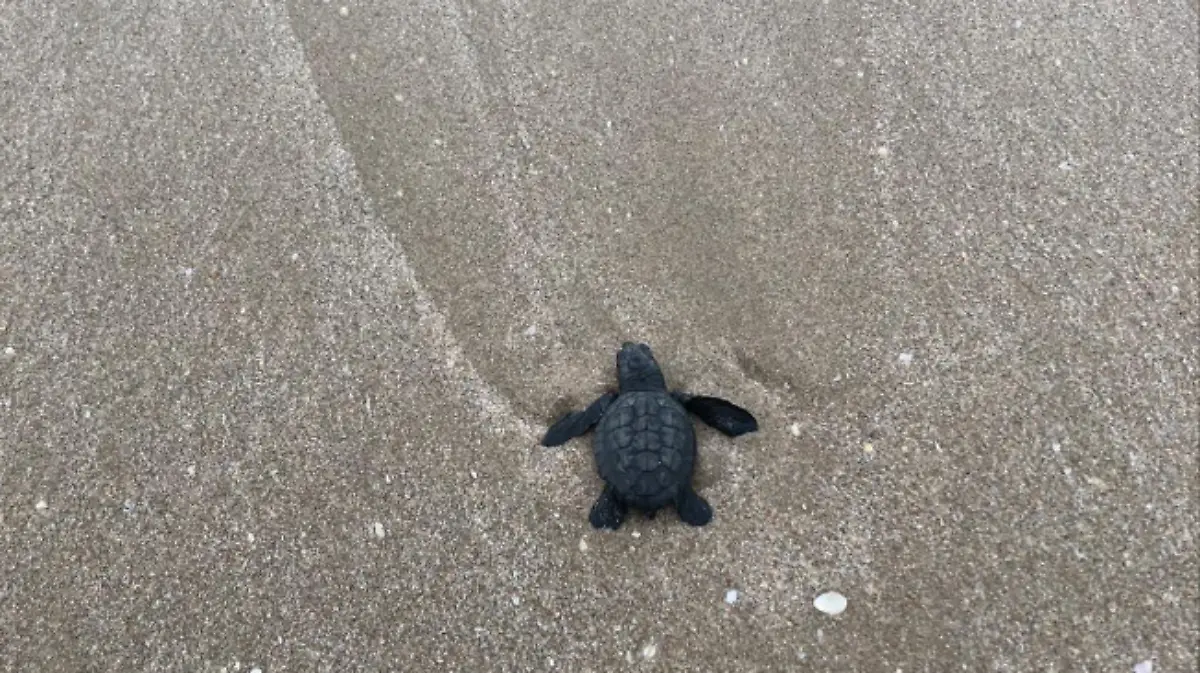 Captura de pantalla 2019-10-08 a las 6.22.08 p.m.