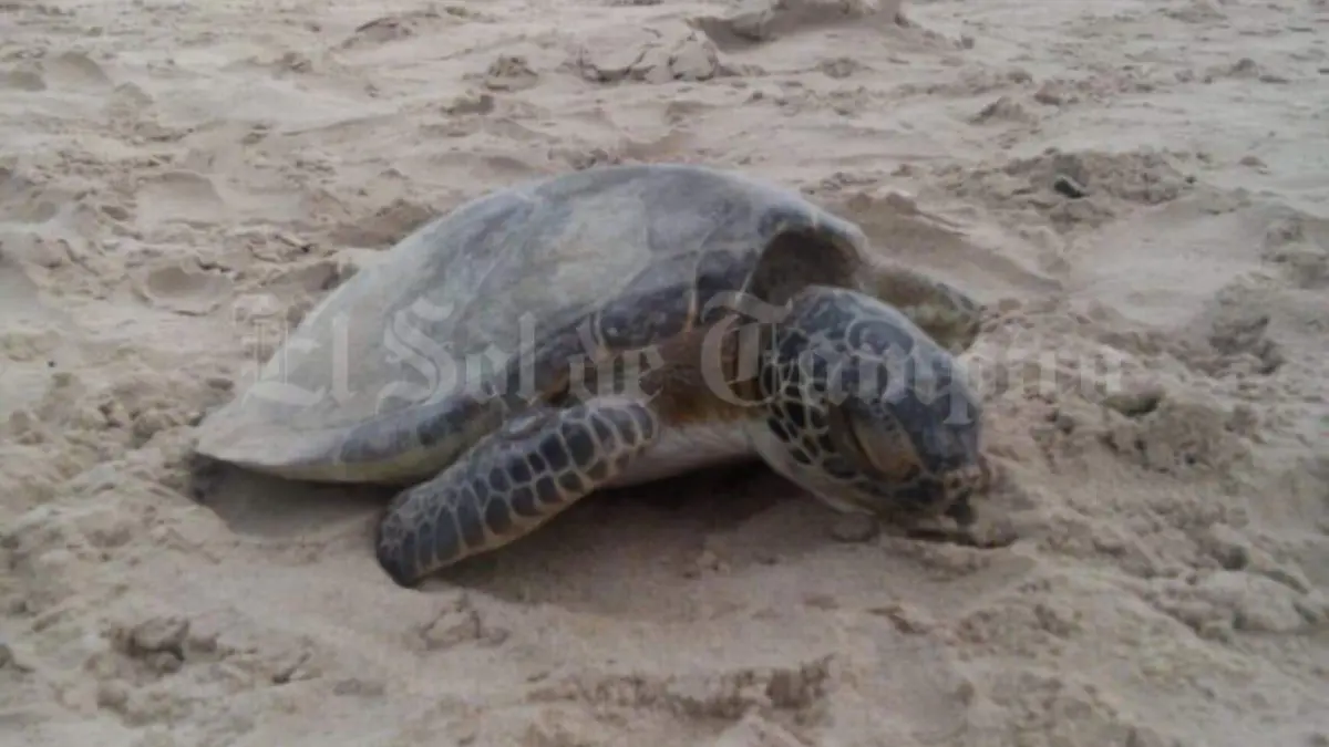 Image 2020-06-07 at 22.06.35 (8)