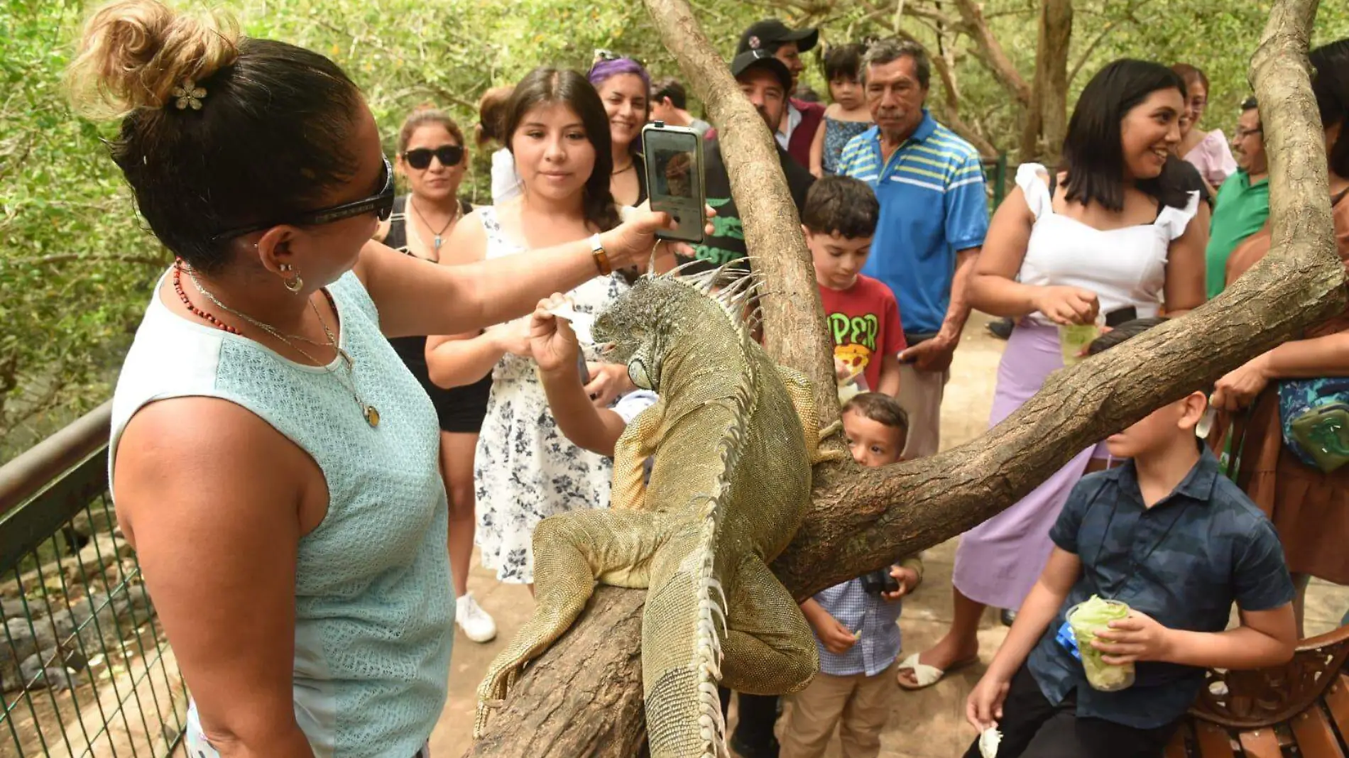 Científicamente lo que conocemos como iguana es un género de reptiles escamosos de gran tamaño