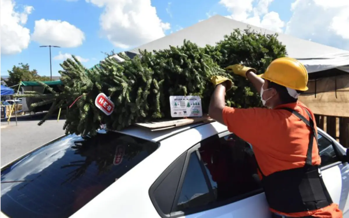 ¿A dónde van los arboles de Navidad?