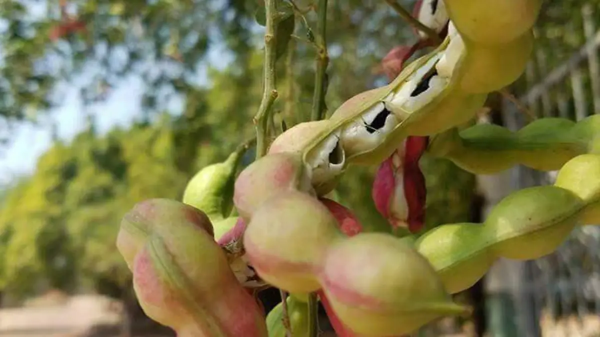 Los humos y los pichijumos entre los más populares de la zona sur de Tamaulipas