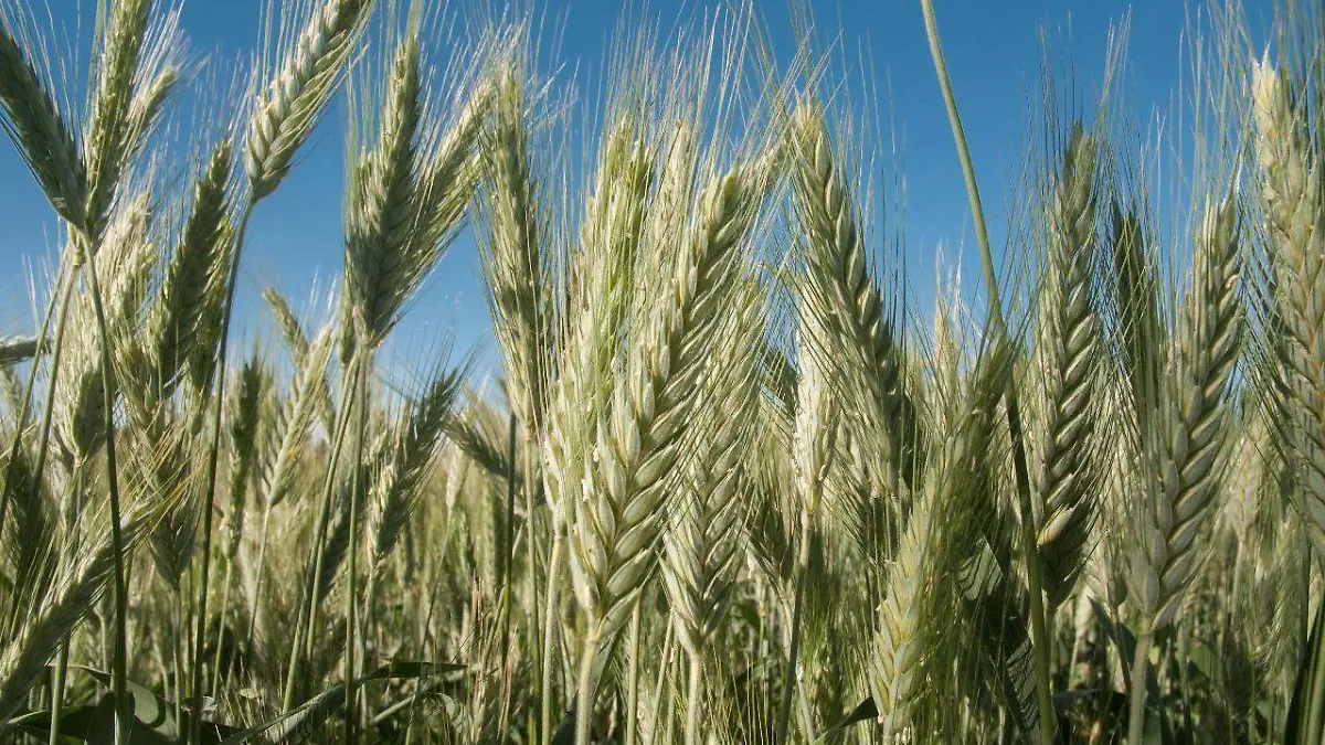 WhatsApp Image 2020-04-20 at 20.30.55