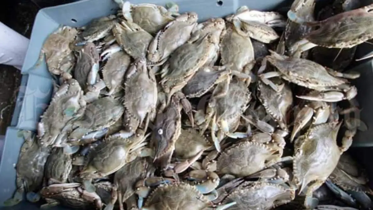 Image 2020-04-20 at 10.49.17 AM