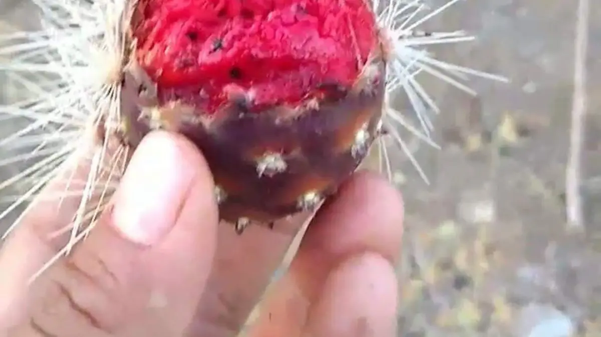 Image 2020-07-07 at 16.16.29 (1)