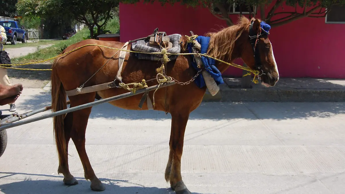 Proponen que los caballos