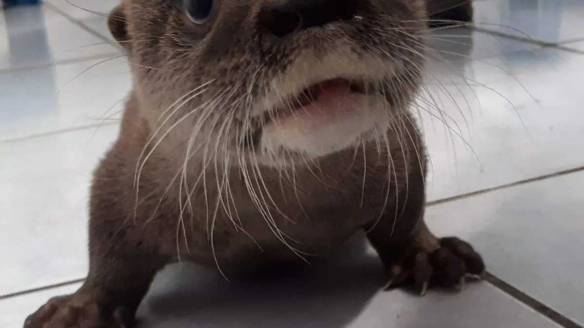 Image 2020-04-22 at 20.52.25