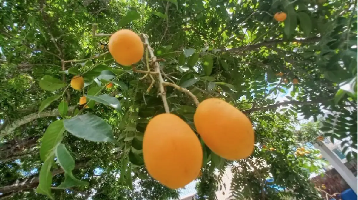El jobito es uno de los frutos preferidos de los tampiqueños