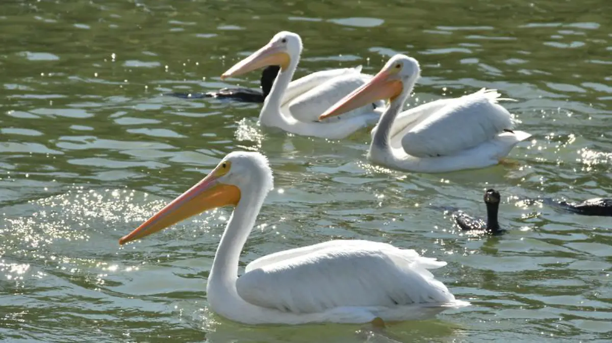 Captura de Pantalla 2020-01-17 a la(s) 23.43.26
