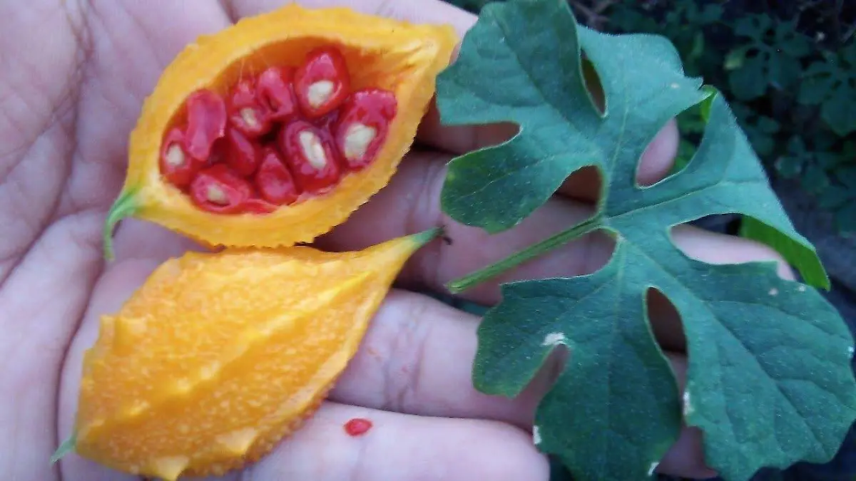 Fruta llamada "guadalupana" pues emula a la imagen de la Virgen de Guadalupe cuando la cortan a la mitad