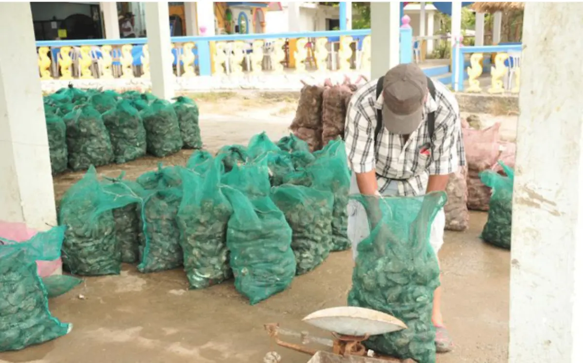 Ostioneros esperan certificación