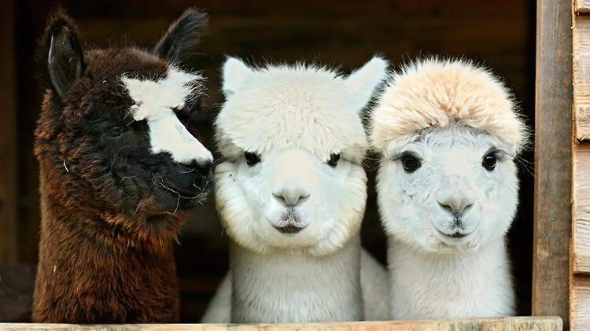 alpacas-mascotas