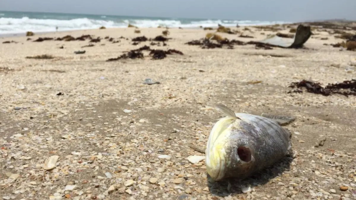 Captura de Pantalla 2019-05-17 a la(s) 15.03.39