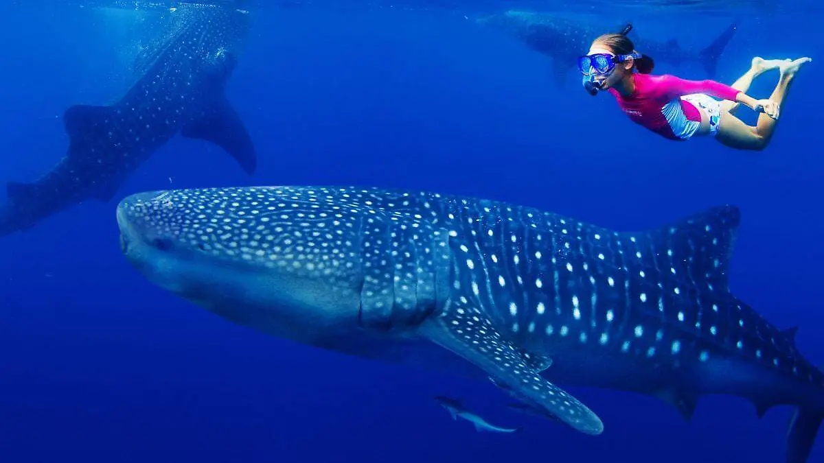 nadar-tiburones