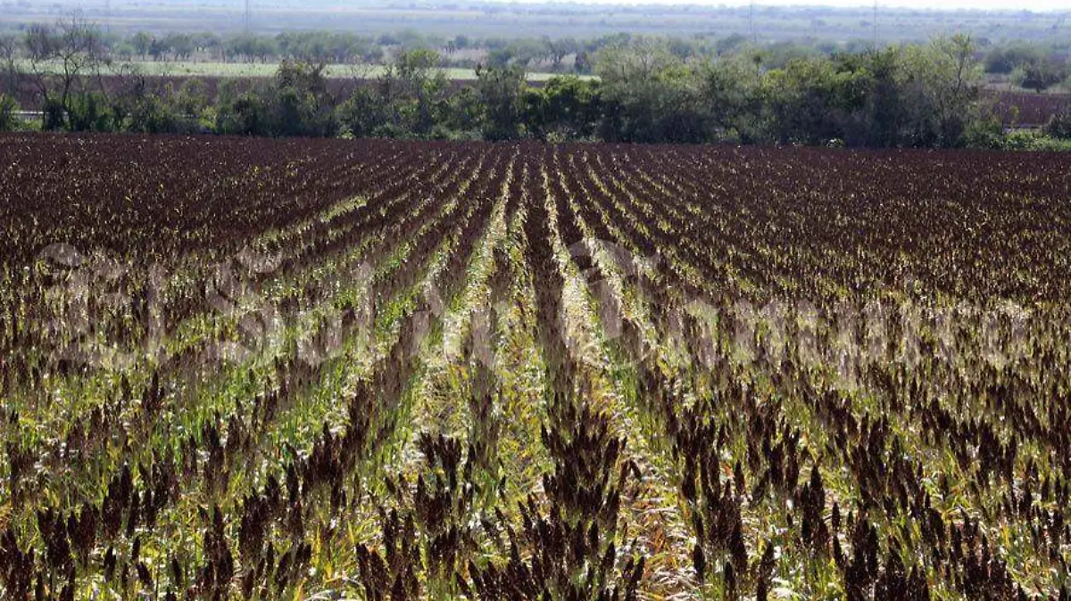 Por lo menos en un 70% ha disminuido la producción de sorgo en la región 