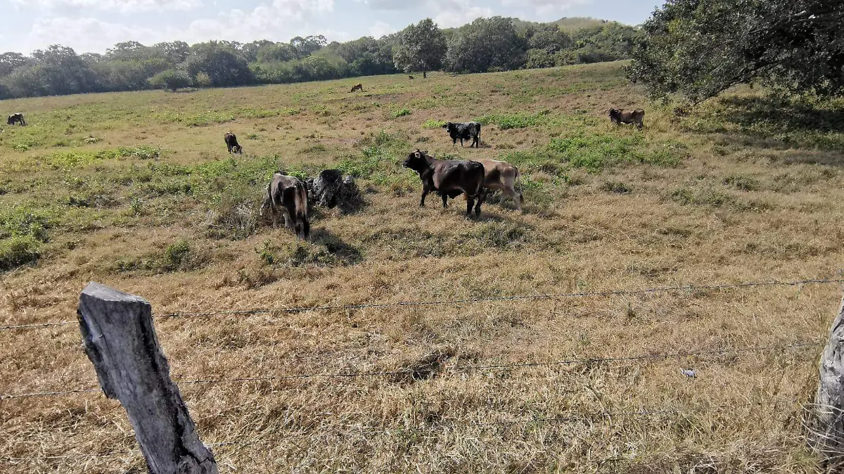 Forraje y producción de leche los factores que se pierden en el campo