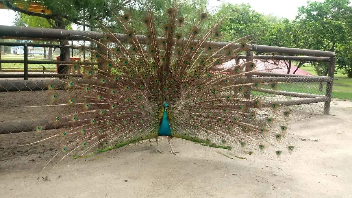 WhatsApp Image 2020-07-06 at 15.21.34 (1)