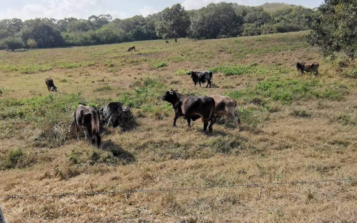 Robo de ganado en el norte de Veracruz; hasta 20 mil pesos pierden en una sola vaca 