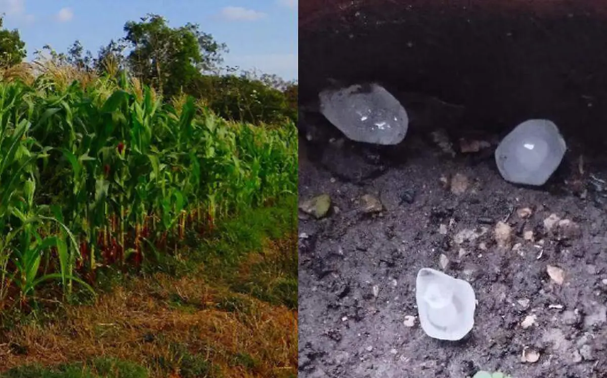 Los enormes trozos de granizo que cayeron sobre el campo en Reynosa dañaron los cultivos de maíz Pixabay y Jaime Jiménez