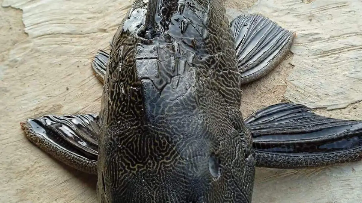 Los primeros registros de la presencia del pez diablo en México fue hace 25 años, en el río Balsas entre Guerrero y Michoacán, pero fue hace aproximadamente una década que comenzó a tener mayor presencia en la región noreste del país