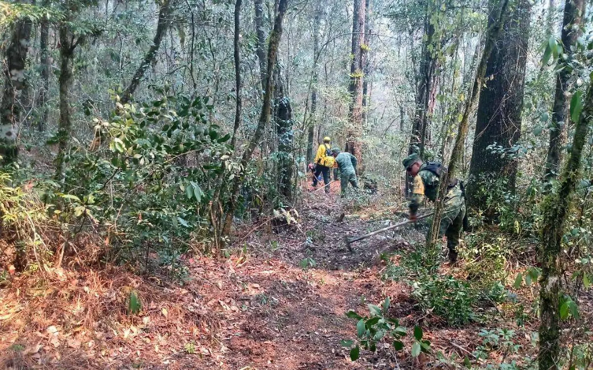 Elementos del Ejército Mexicano de Tampico se trasladaron a la reserva ecológica | Sedena