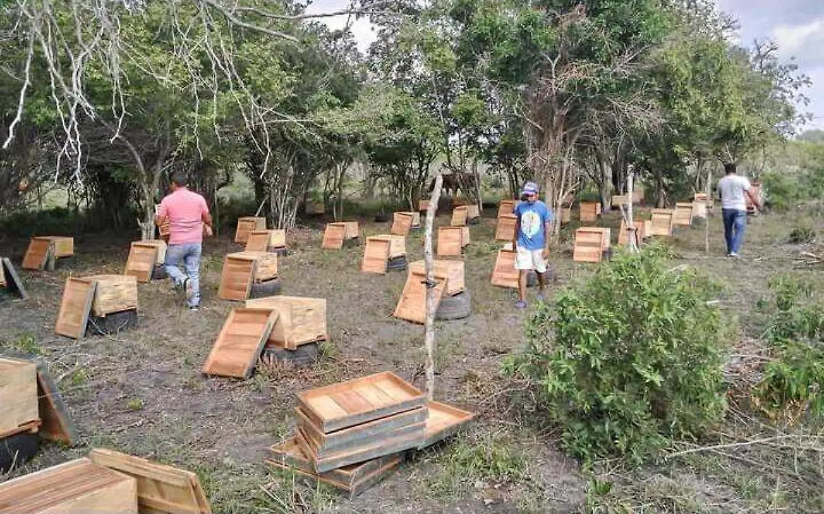 Apicultores perjudicados con la falta de lluvias 