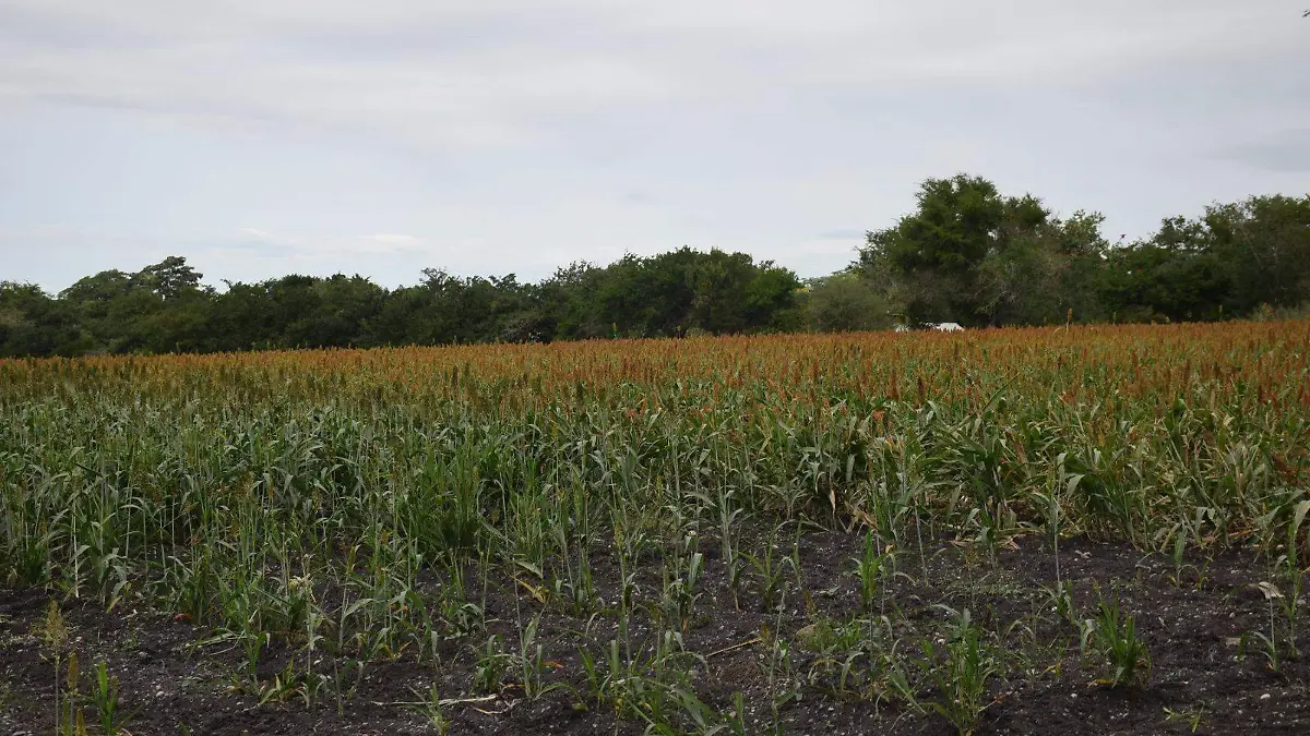 Piden sembrar además de caña otros productos alternativos en Pánuco 