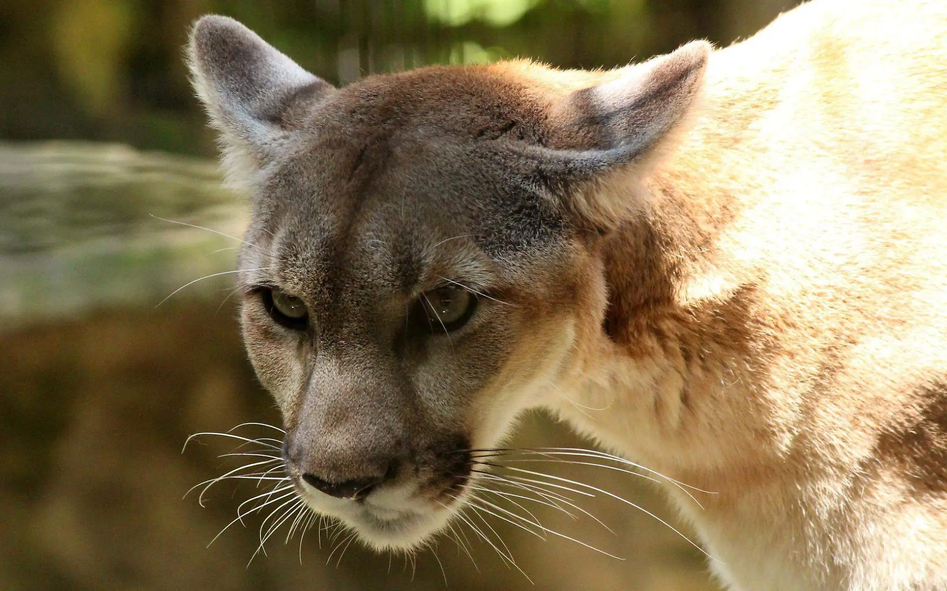 cougar-3599057_1920