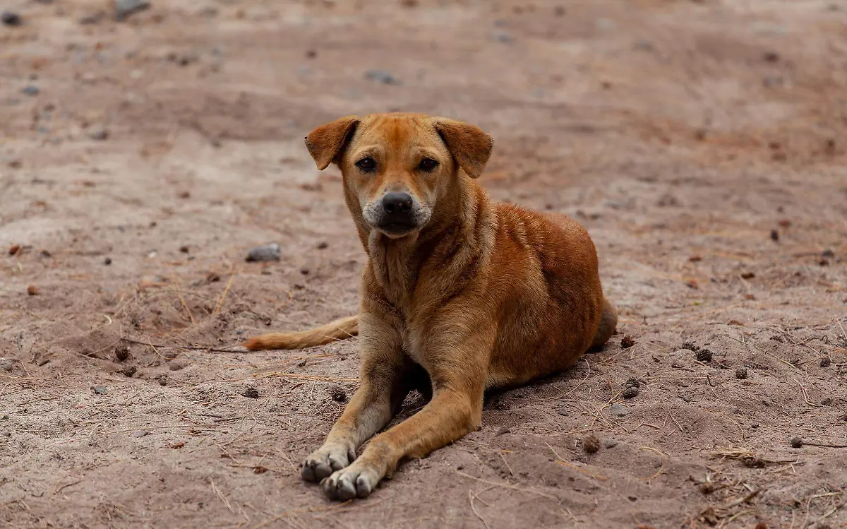 stray-dog-on-beach-4508243_1920