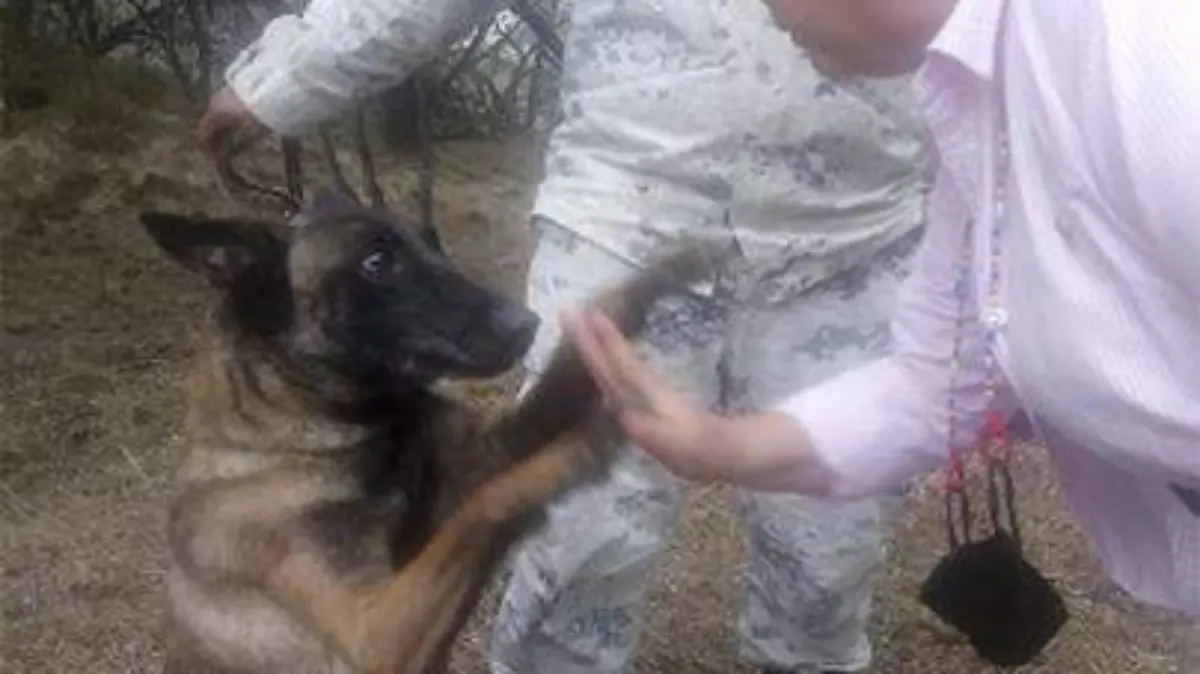“Danna”, binomio canino que apoya en la búsqueda de desaparecidos en Reynosa