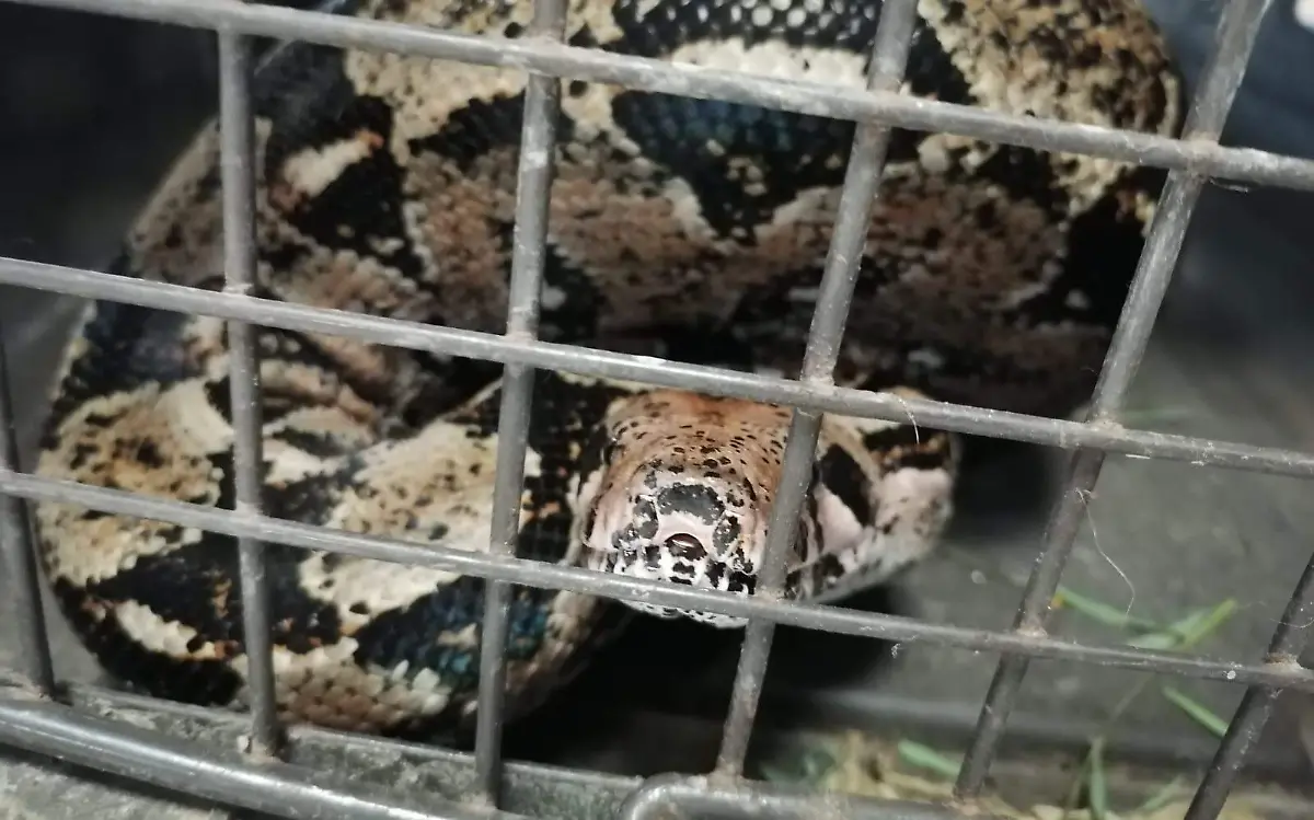 Boa