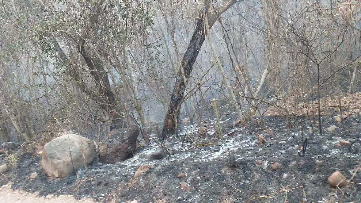 Incendio forestal en Güémez, Tamaulipas | El Diario Mx